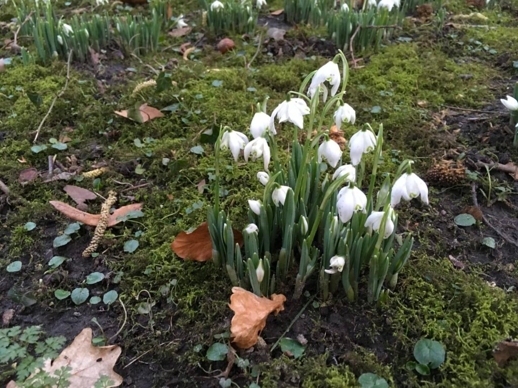 De ontluikende lente