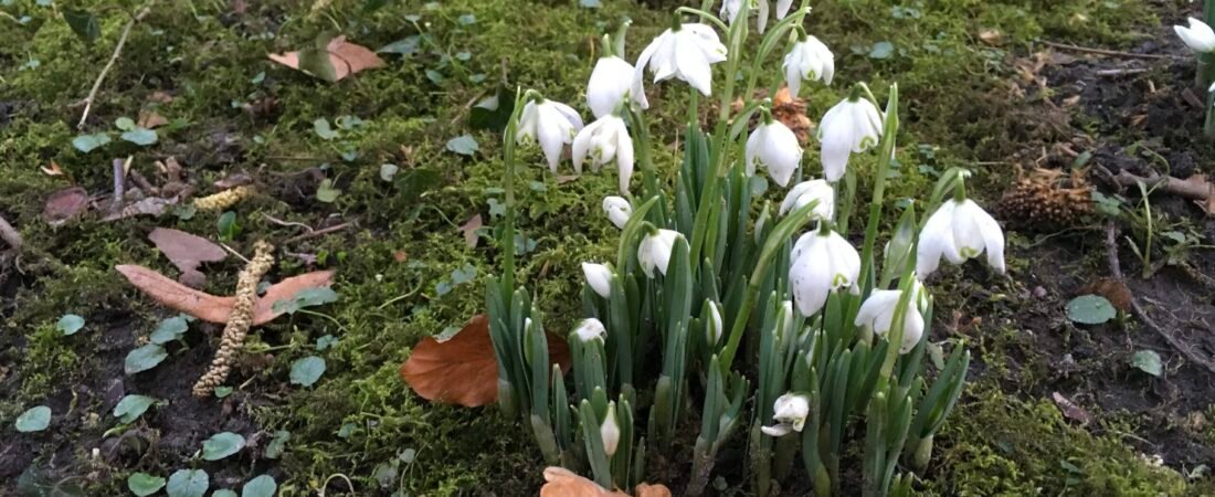 De ontluikende lente