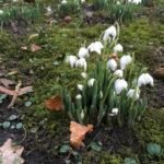 De ontluikende lente