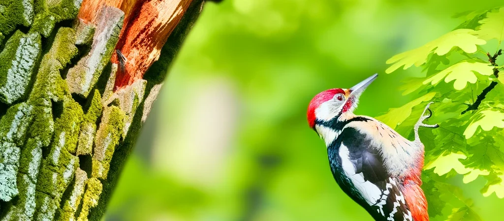 Pirrewitje en de specht