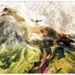 Pirrewitje schildert de nijlganzen