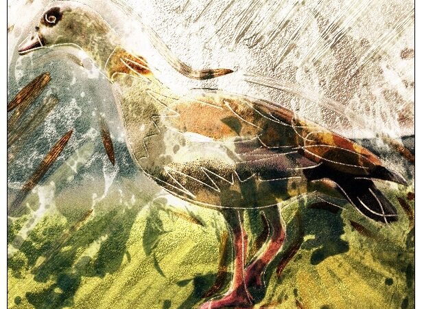 Pirrewitje schildert de nijlganzen